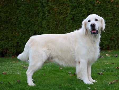 Bailey (autumn 2017)